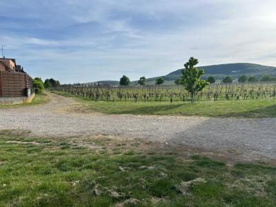Vente Maison HATTSTATT 68420