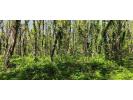 Acheter Terrain 5754 m2 Guerande