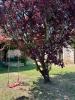 Annonce Vente 5 pi�ces Maison Trelissac