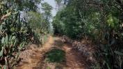 Acheter Terrain Saint-jean-pla-de-corts Pyrenees orientales