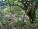 Acheter Terrain 29147 m2 Saint-yrieix-la-perche