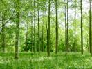 For sale Forested aera Genissac  33420 4519 m2