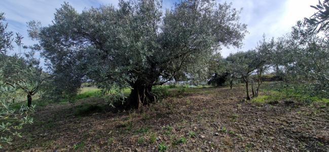Vente Terrain FONTES 34320