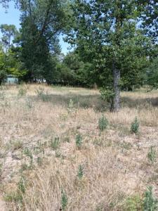 Vente Terrain SAINT-JEAN-DE-MONTS 85160