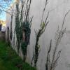 House GROIX 