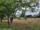 Annonce Vente Terrain Linars