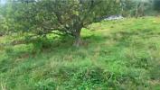 Annonce Vente Terrain Morne-vert