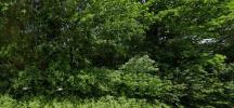 For sale Forested aera Corme-royal 17600 6381 m2