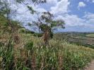 Annonce Vente Terrain Carbet