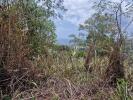 Acheter Terrain 1595 m2 Carbet