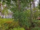 Annonce Vente Domaine forestier Saint-julien-en-born