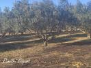 Acheter Terrain Pouzolles Herault
