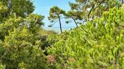Apartment VAUX-SUR-MER 