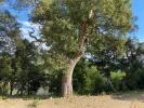 Annonce Vente Terrain Taillet
