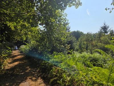 Vente Terrain THOLY 88530