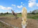 Acheter Maison Merville 849000 euros