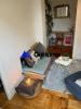 Annonce Location 2 pi�ces Appartement Paris-11eme-arrondissement