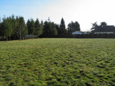 Vente Terrain MONTRIEUX-EN-SOLOGNE  41