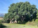 Land GHISONACCIA 