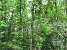 Annonce Vente Domaine forestier Sainte-foy-de-belves