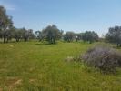 Annonce Vente Terrain Ceyras