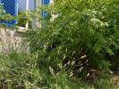 Vente Maison Vannes 56