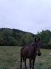 Acheter Terrain Ternuay-melay-et-saint-hilaire