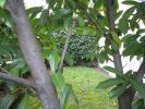 Annonce Vente 3 pi�ces Appartement Neuilly-plaisance