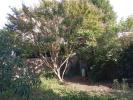 House ALBINE 