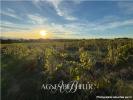 Land BROUILLA 