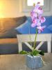 Louer pour les vacances Maison Porto-vecchio